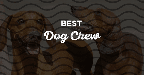best dog chew
