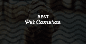 Best Pet Cameras
