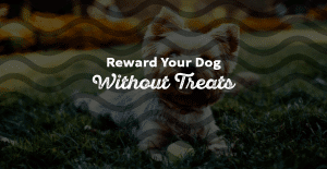 7 Ways to Reward Your Dog (without Using Treats)