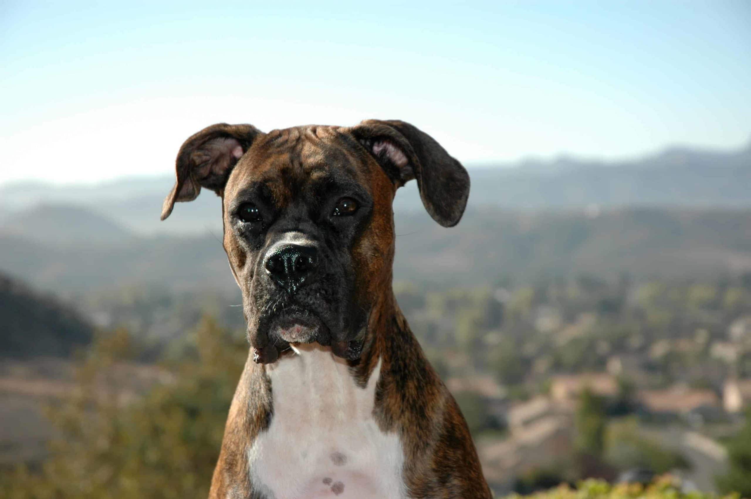 Boxer on hill