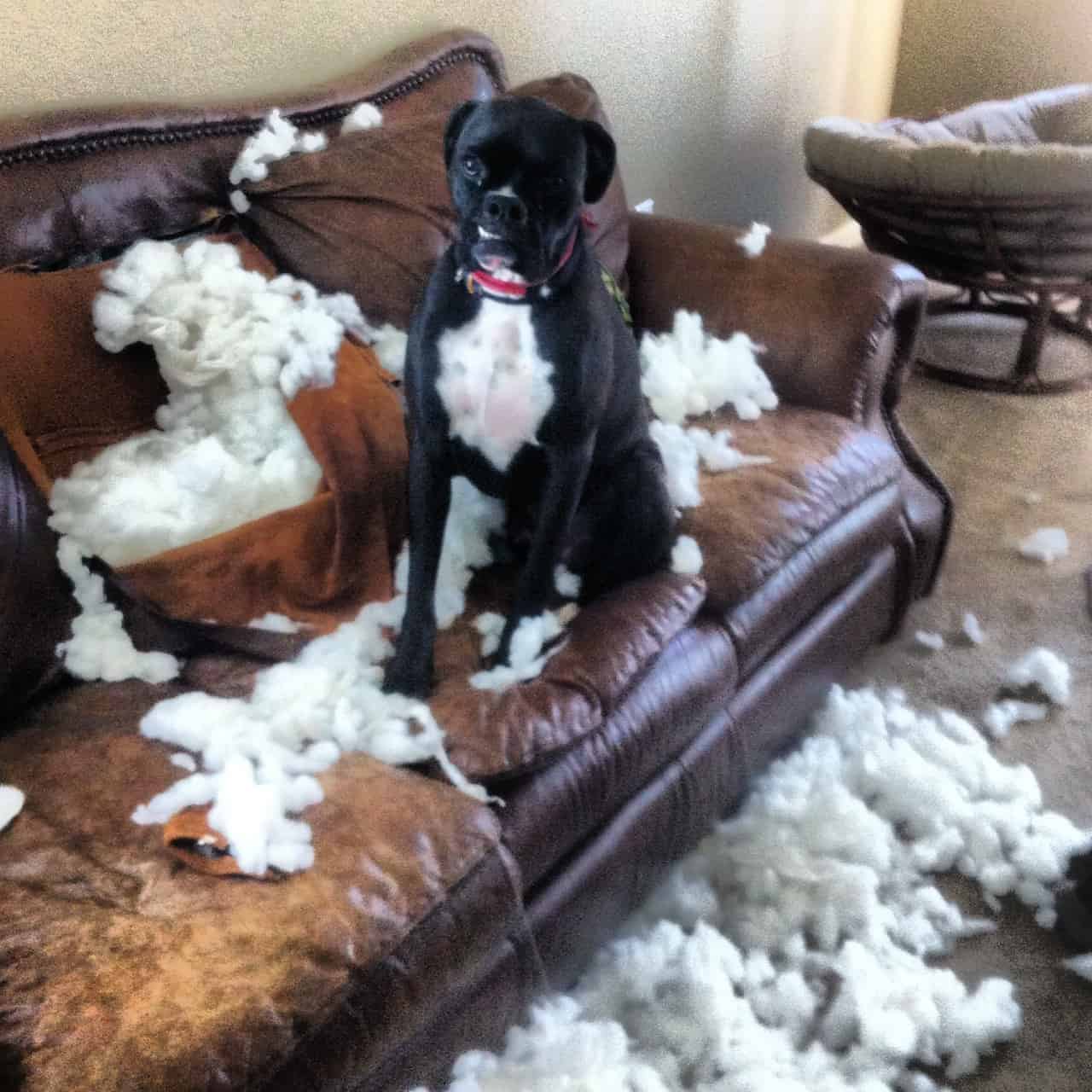 Boxer Couch Destroyed