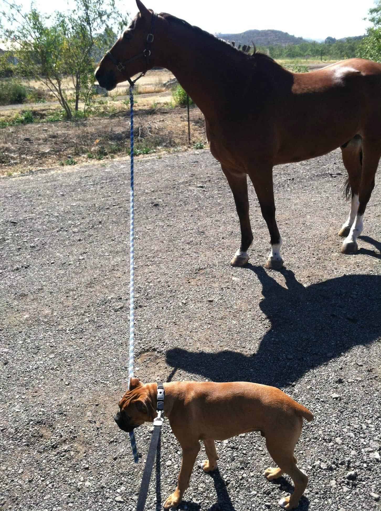 Boxer and Horse