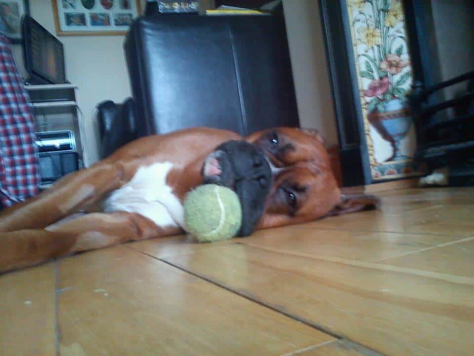 Boxer and Toy