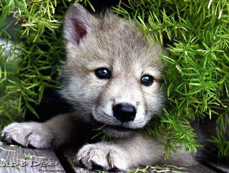 Timber Wolf Husky Mix