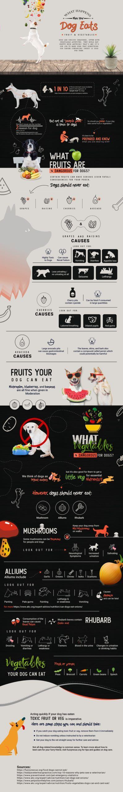 Has Your Dog Eaten Something Toxic? Here Are The Signs