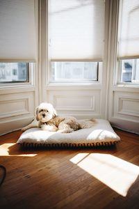 Orthopedic Dog Beds For Large Breeds