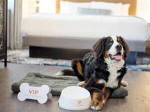 Dog Beds For Humans
