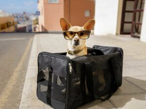 Dog Carriers For Flying