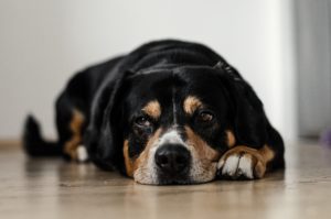Best 6 Methods to Manage Your Dog Pain