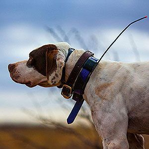 Hunting Dog Collars