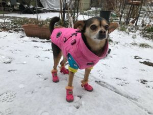 Dog Boots For Chihuahuas