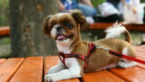 Dog Harnesses For Small Breeds