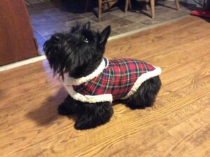 Dog Jackets For Scottish Terriers