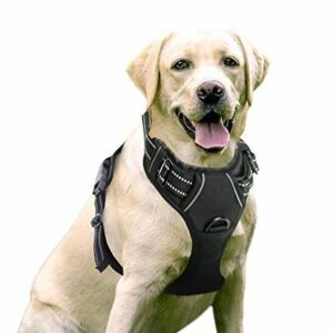 Puppy Harnesses For Training