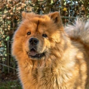 Pet Steps For Chow Chows