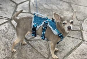 Dog Harnesses For Labs