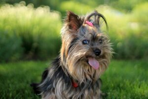 Pet Steps For Cairn Terriers