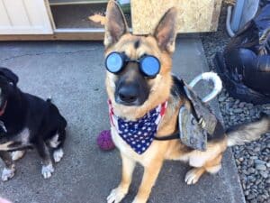 Welding Goggles For Dogs