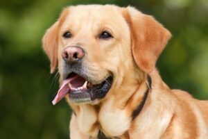 Pet Steps For Labrador Retrievers