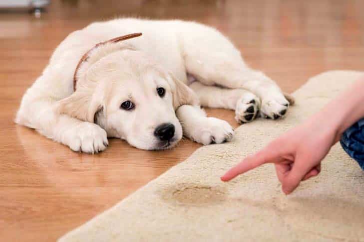 How To Tell If Your Dog Is Unhealthy or Sick