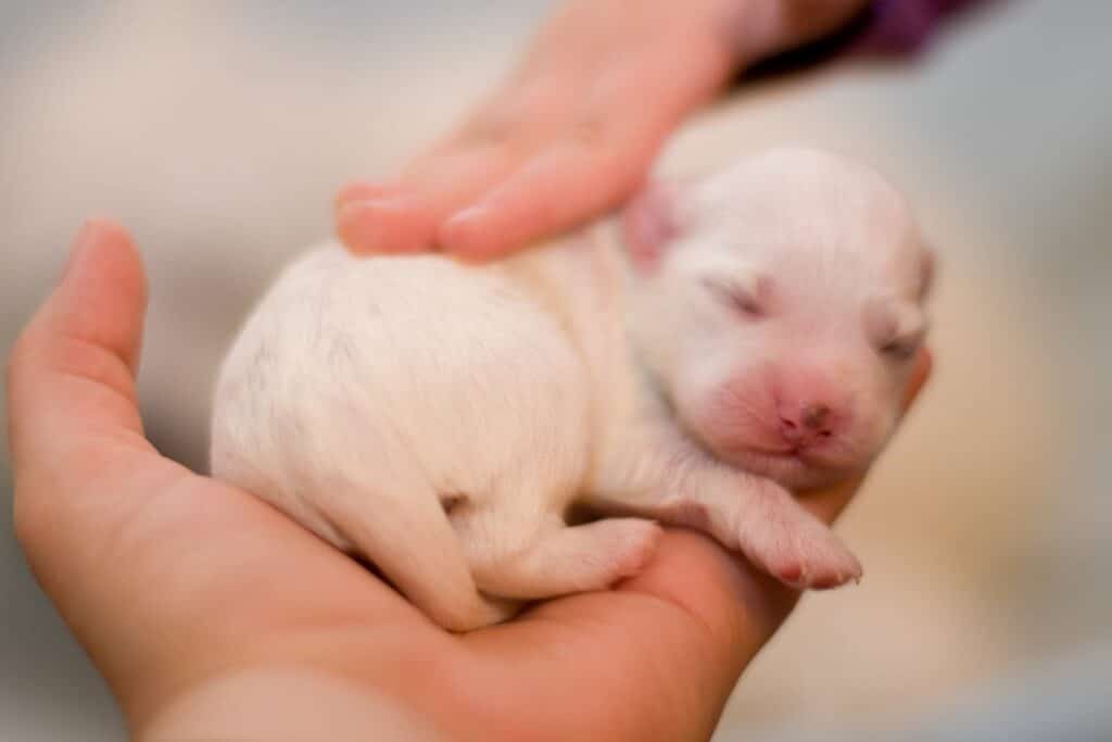 Top 5 Tips To Take Care of Puppies When They're 1 Week, 1 Month, and 3 Month old